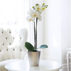 My #1 Staging Tip